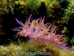Pink Flabelline (flabellina affinis) on a night dive Komi... by Marko Perisic 